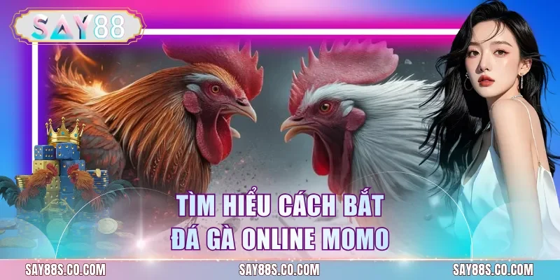 Tìm hiểu cách bắt đá gà online Momo