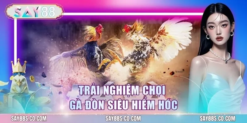 Trải nghiệm chọi gà đòn siêu hiểm hóc
